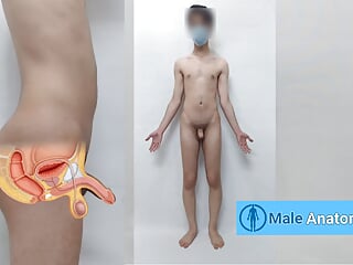 Real male anatomy tutorial, studying the anatomy of the nude man body ( Danieltp2002 ) ( Iranian boy )