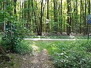 UItkleden in het bos