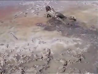 Marjorie ist getting wet and muddy in the ocean - outdoor